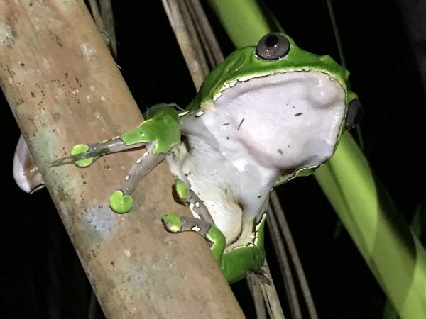 Giant Monkey Frog 3  Print