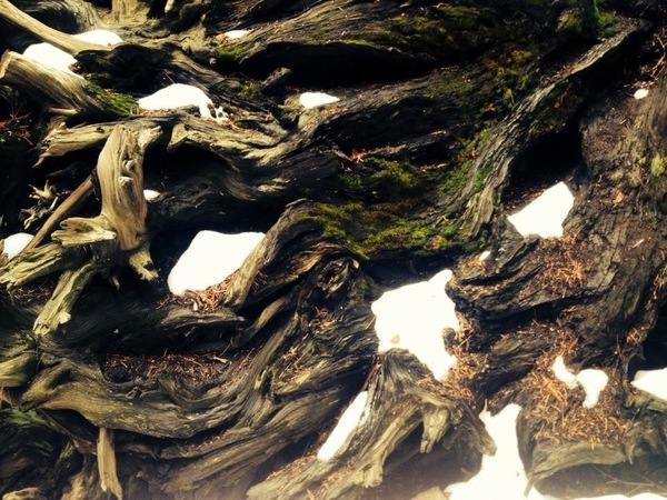 Roots Print
