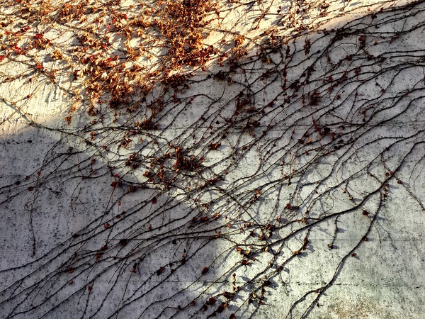 Vines Print