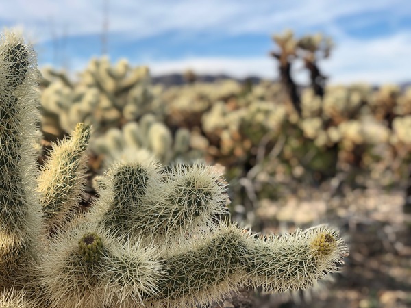 Cactus Field Print