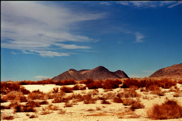 arid Print