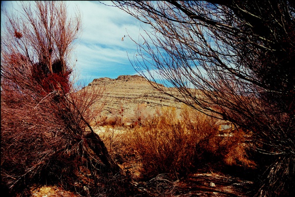 arid4 Print
