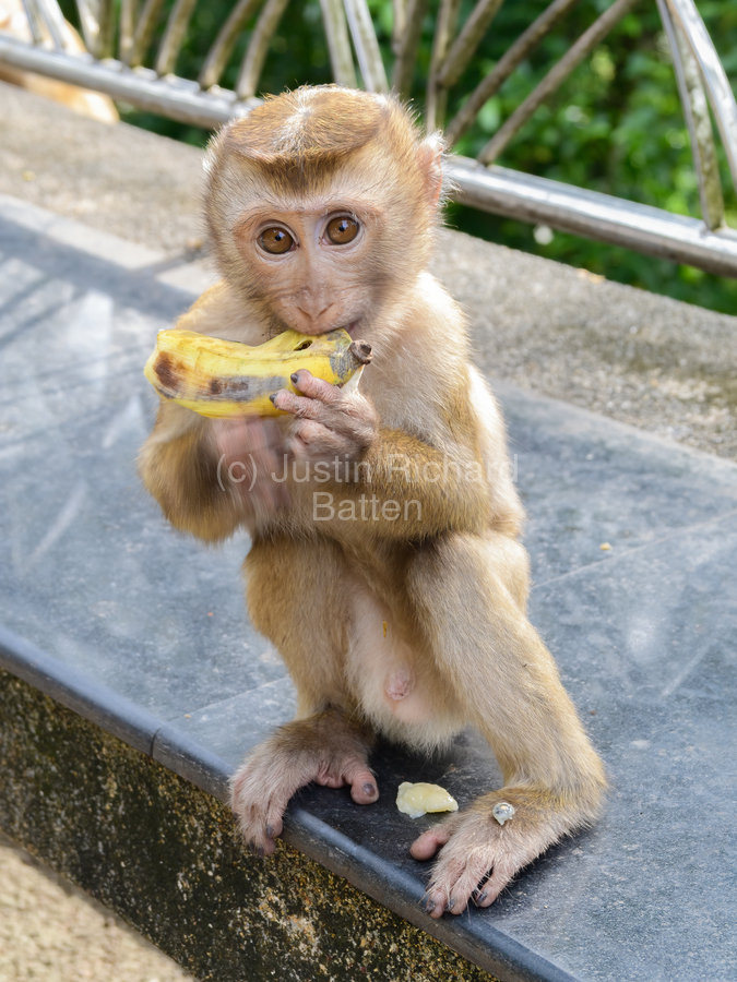 Tropical Rainforest Monkeys For Sale Under 1000 Didier Massard