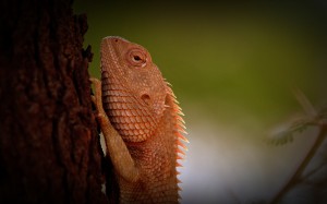chameleon