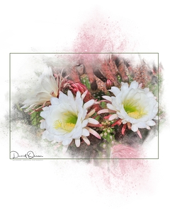 Argentine Giant Flower Bloom 2