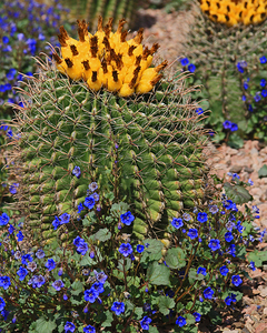 Desert Botanical Gardens Barrel Cactus 1