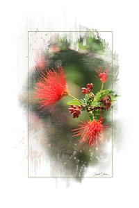 Ferry Duster Bloom 1