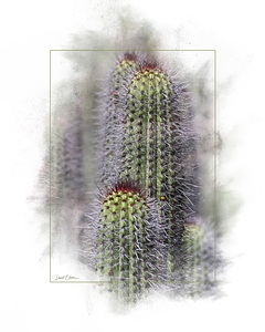 Tall Cactus Trio 1