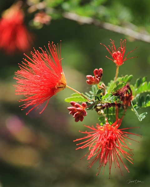 Ferry Duster Bloom 2 Print