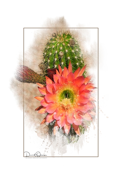 Argentine Giant Flower Bloom 1 Print