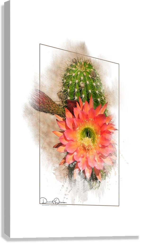 Argentine Giant Flower Bloom 1 Canvas Print