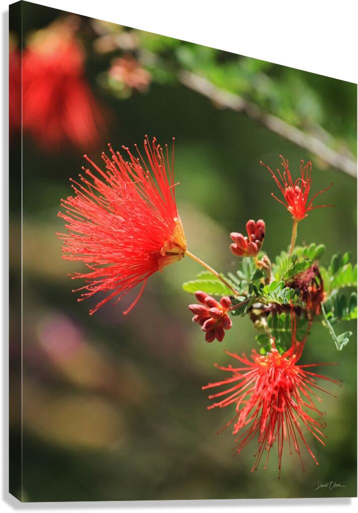 Ferry Duster Bloom 2 Canvas Print