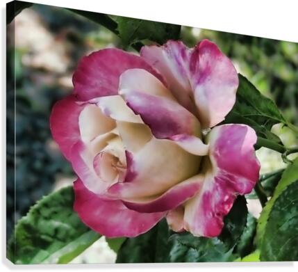 Lavender Rose Canvas Print