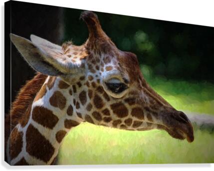 Giraffe  Canvas Print