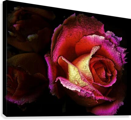Textured Rose Canvas Print