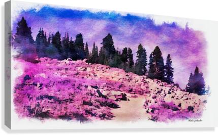 Lavender Field Canvas Print