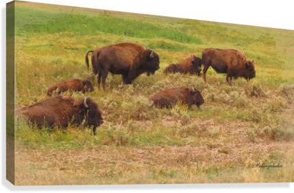 Bison Herd Canvas Print