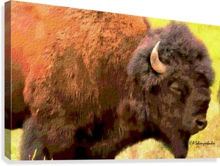 Bison Headshot Canvas Print