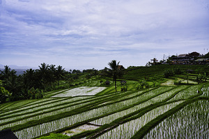 Quiet Geometry – Jatiluwih Bali
