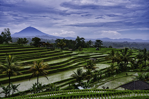Rice Terrace Bali View