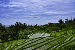 Harmony of the Terraces – Jatiluwih Bali