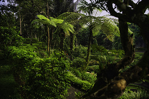 Padma Ubud Agroforestry Garden View