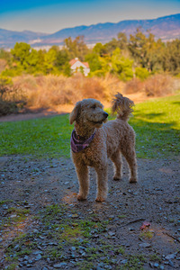 Golden Hour Guardian – Redlands California
