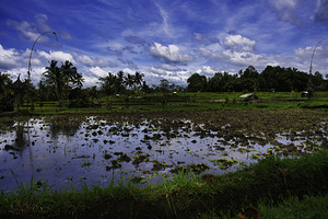 After the Rain – Ubud Bali