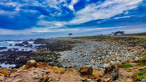 Lonely Tree – Pacific Grove