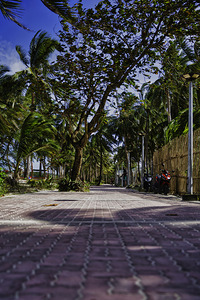 Breeze Through the Palms – Boracay