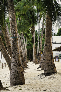 Boracay Palm Pathway