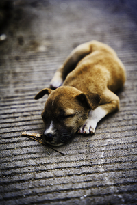 Resting Innocence – Cebu Philippines