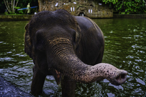 Bali Elephant Encounter