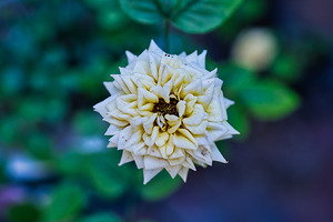 Desert Bloom – Tombstone Rose