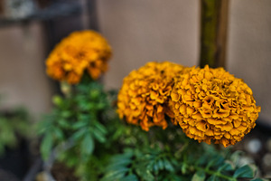 Golden Marigold Trio – Desert Bloom Series by AM Productions