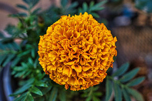 Sol Radiance – Marigold Bloom