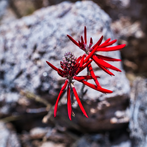 Desert Flame Blossom