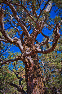 Sedona Ancient Twist