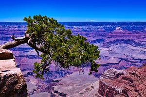 Lonely Tree – Grand Canyon