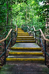 Path Through the Green Singapore