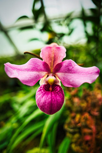 Orchid Grace Singapore Botanic