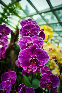 Rain Kissed Orchids Singapore Botanic Gardens by AM Productions