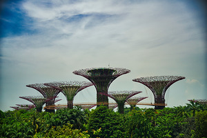 Supertree Grove: Daylight Harmony