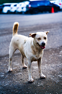 Bali Dogs – Guardian of the Street by AM Productions