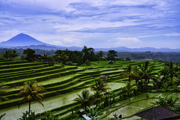 Rice Terrace Bali View by AM Productions