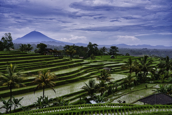 Rice Terrace Bali View by AM Productions