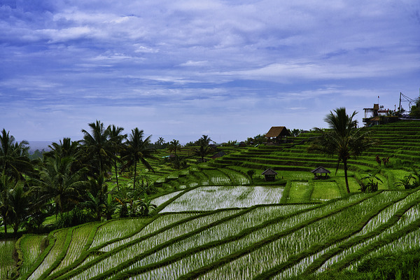 Harmony of the Terraces – Jatiluwih Bali by AM Productions