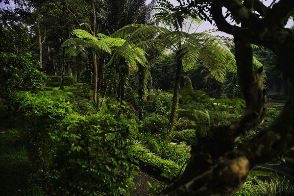 Padma Ubud Agroforestry Garden View by AM Productions