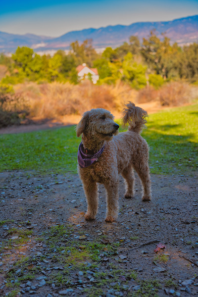 Golden Hour Guardian – Redlands California by AM Productions