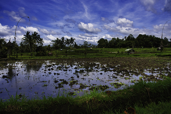 After the Rain – Ubud Bali by AM Productions